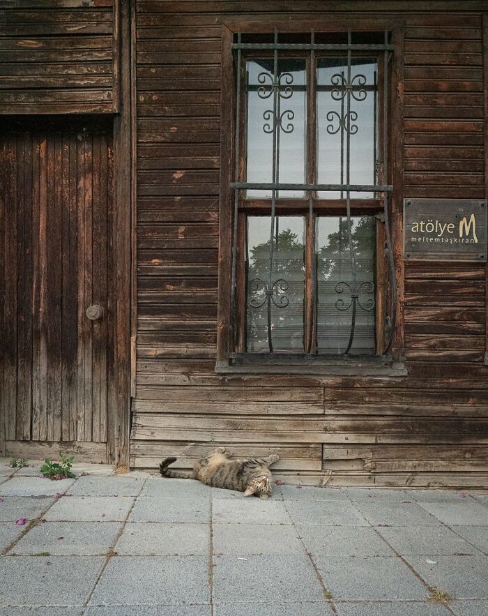 City Cats Of Istanbul By Marcel Heijnen