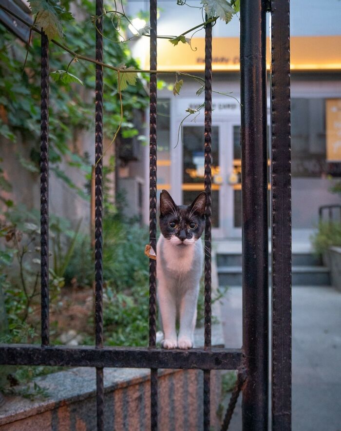 City Cats Of Istanbul By Marcel Heijnen