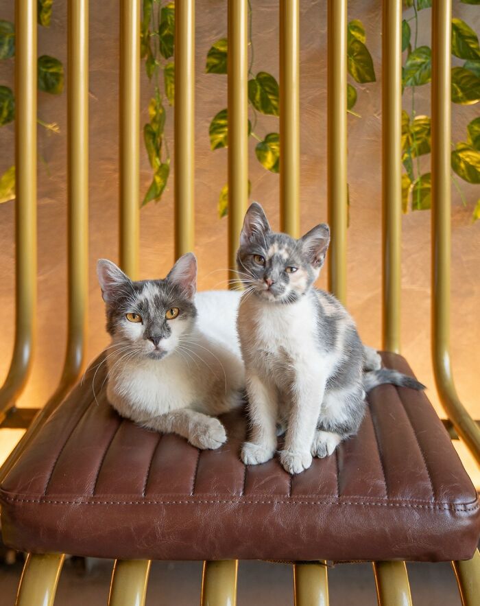 City Cats Of Istanbul By Marcel Heijnen