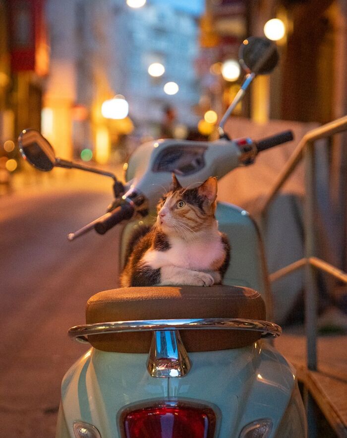 City Cats Of Istanbul By Marcel Heijnen