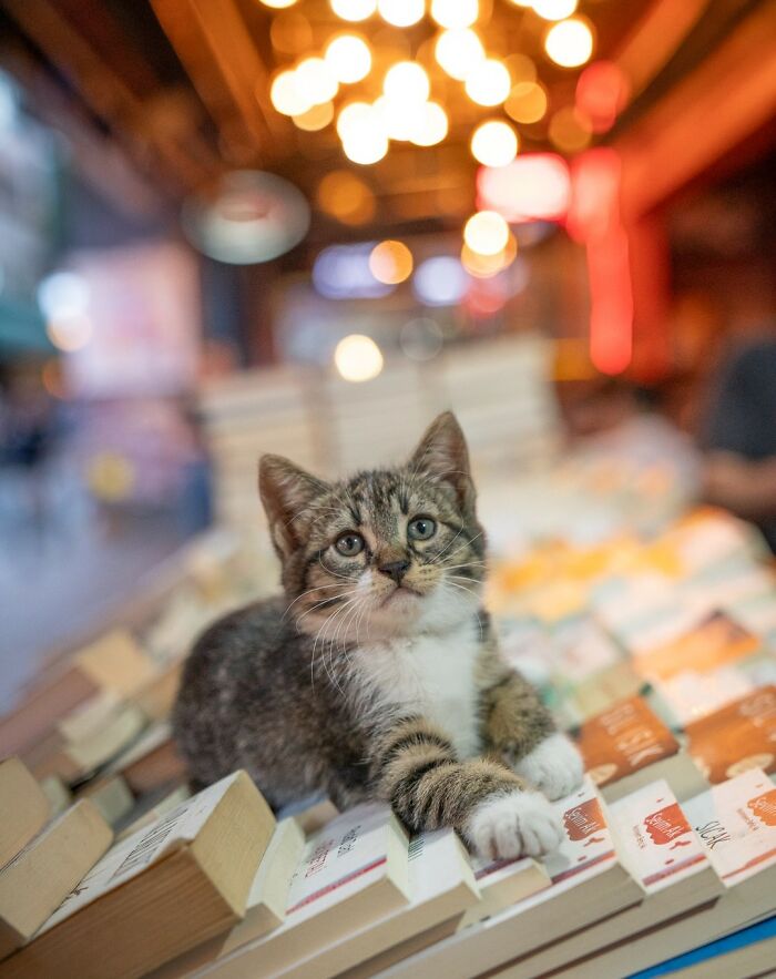 City Cats Of Istanbul By Marcel Heijnen