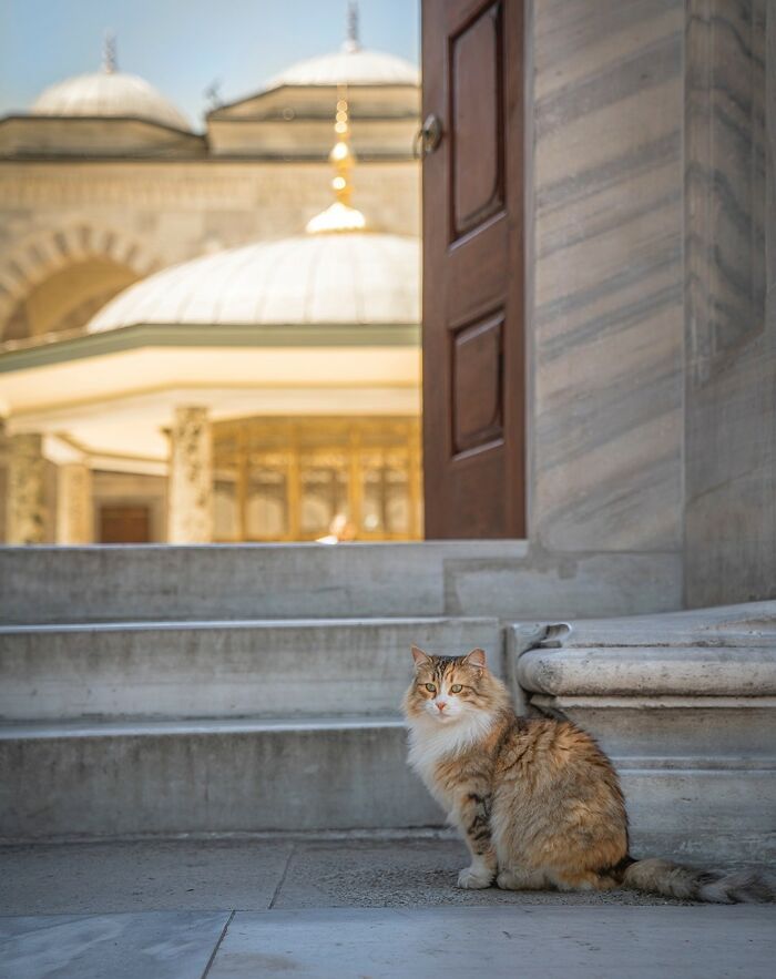 City Cats Of Istanbul By Marcel Heijnen