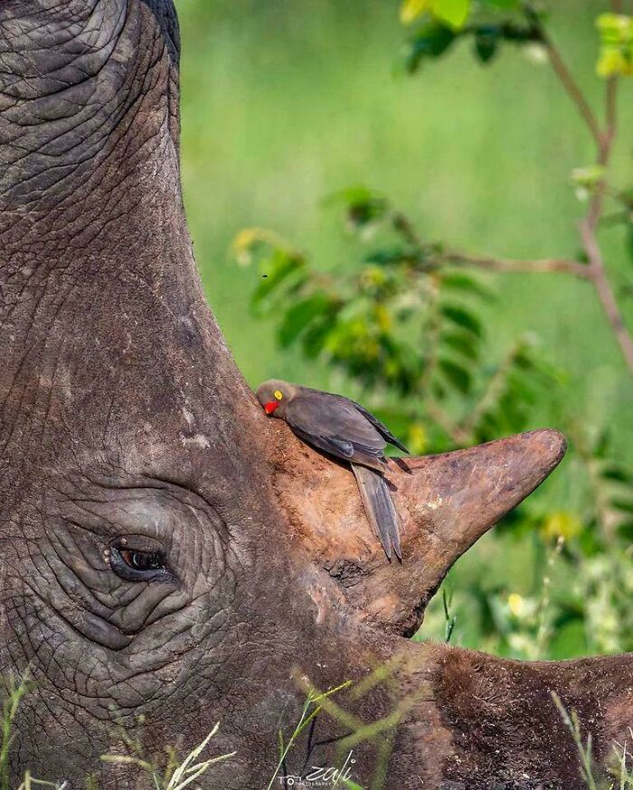 Perfect Shot Of A Red-Billed Oxpecker, Resting On The Horn Of This Rhino