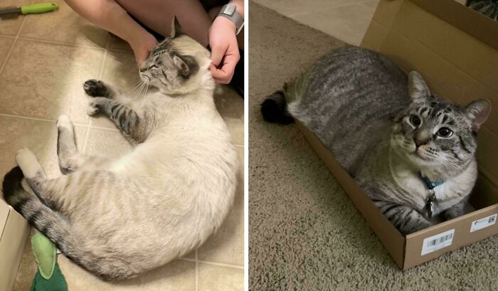 Cat lying on the floor and in a small box, showcasing a mildly interesting moment.