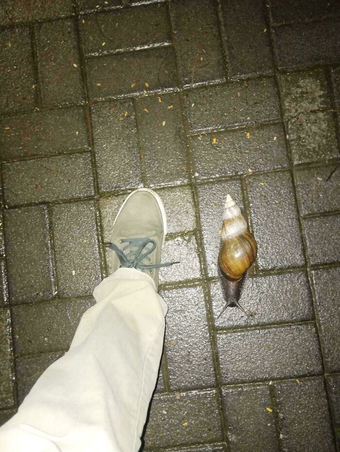 Person wearing green shoes next to a large snail on wet bricks, showing something mildly interesting.