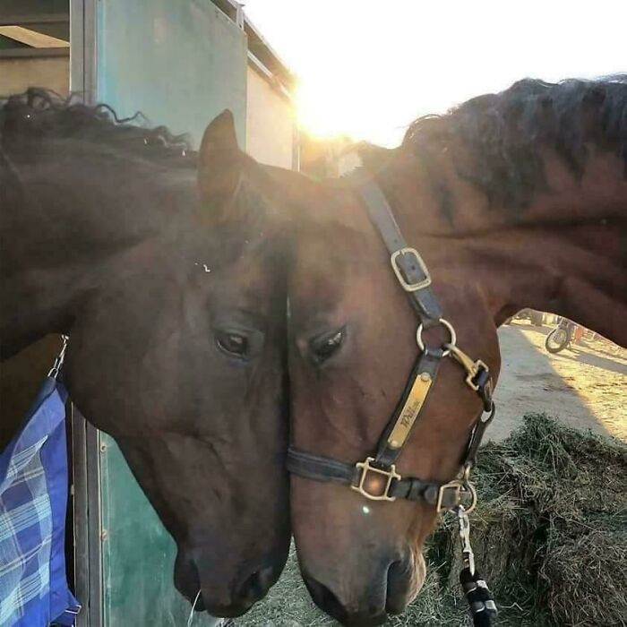 These Two Beauties Had Been Barn Mates But Were Separated For A Few Months. This Is Was What Happened When They Saw Each Other At The Horse Park After Their Long Absence From Each Other