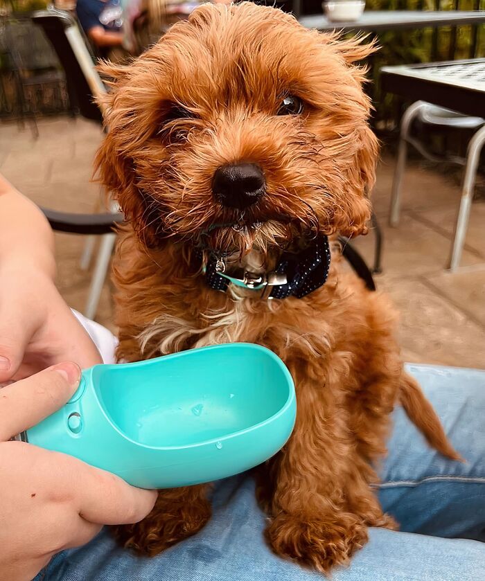 We Came For The Dog Water Bottle , We Stayed For The Pupper