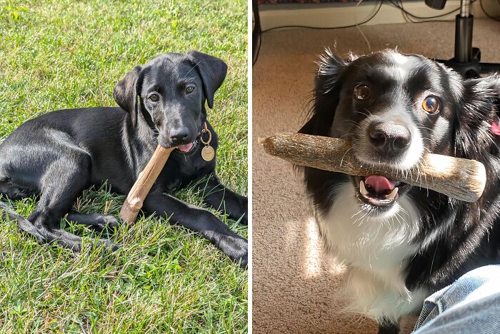 This Wood Alternative Dog Chew Toy Will Keep Your Pup Happy And Your Furniture Safe!