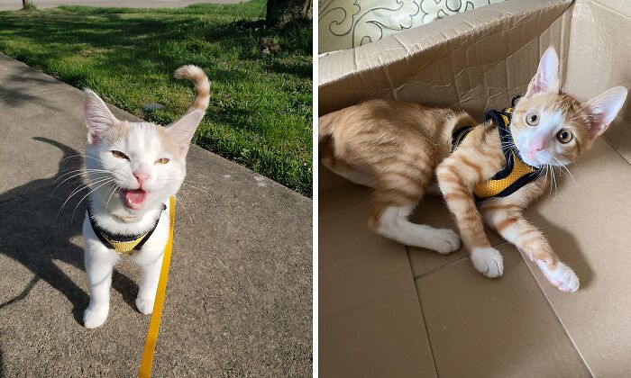 This Cat Harness Will Turn Your Indoor Kitty Into An Outdoor Adventurer 