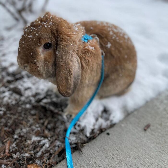 No More Hutch-Potato: This Adjustable Rabbit Harness Is Your Bunny's Ticket To Adventure