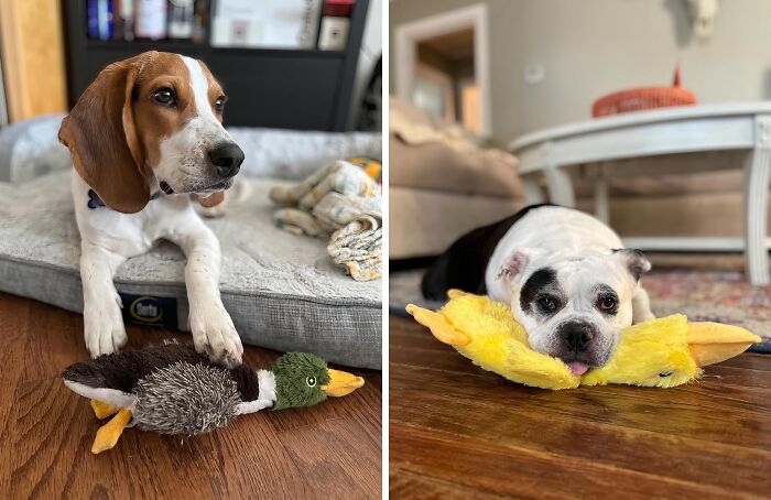 Your Dog Will Go Duck-Wild For This Stuffing-Free Squeaky Toy (And So Will Your Vacuum)