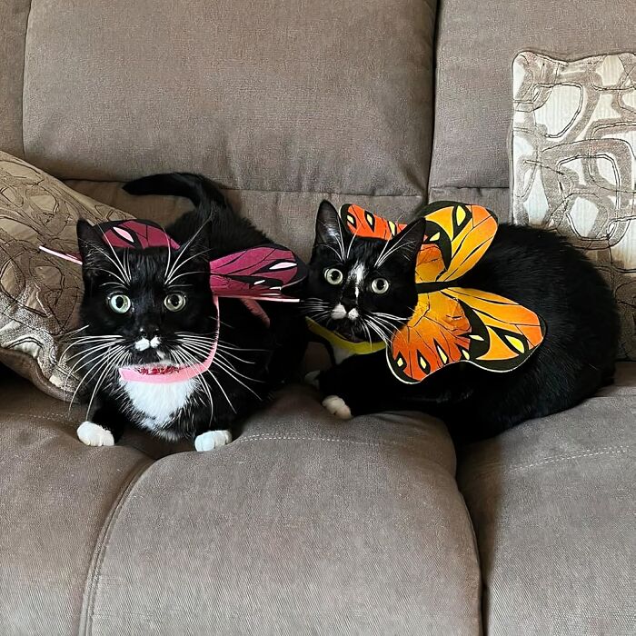 What Can We Say, These Two Kitties In Their Butterfly Wings Make Our Hearts Flutter!