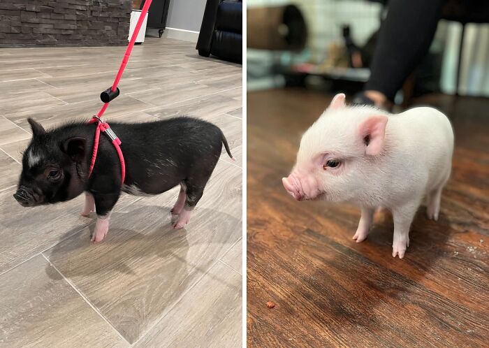 We Are Eteranally Greatful For Mini Pig Harnesses For Bringing Us These Ridiculously Cute Pictures