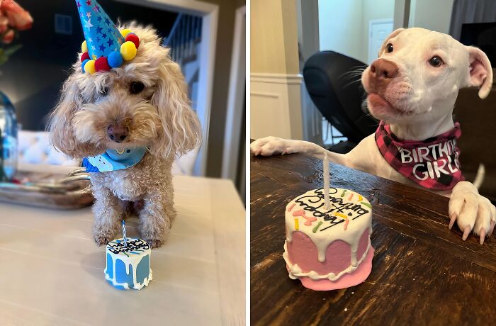 Let's Paw-Ty! This Birthday Cake Dog Treat Is The Perfect Way To Celebrate Your Furry Friend