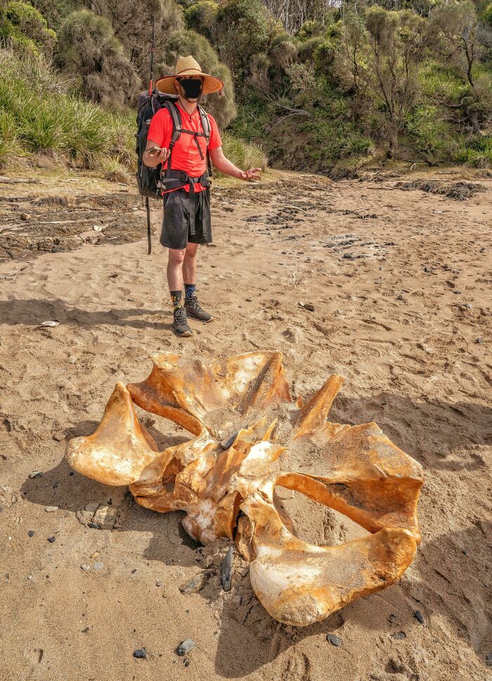 A man in hiking gear on a beach finds a large animal bone, sharing a mildly interesting discovery.