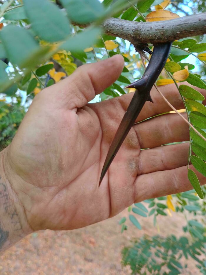 Hand holding an absolute unit thorn against a branch with green leaves.