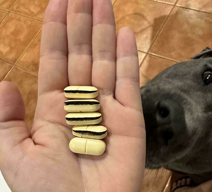 Hand holding split pills with dog in the background, showcasing something mildly interesting.