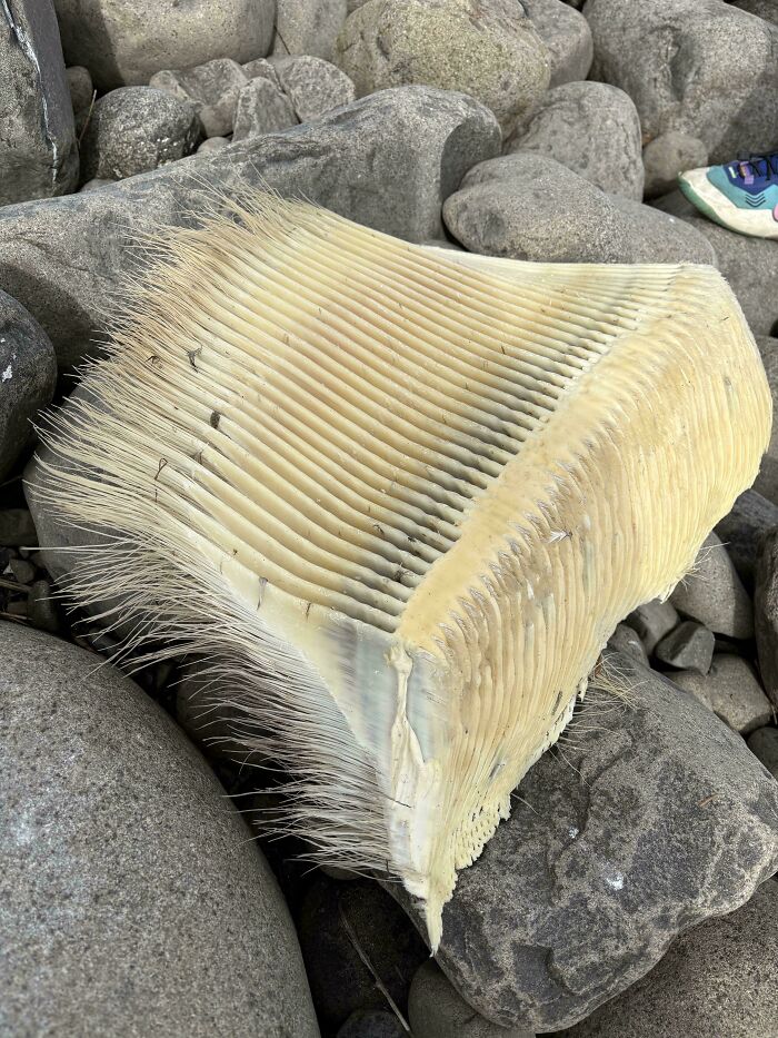 Close-up of a large, ribbed seashell with fine hairs on rocks, showcasing something mildly interesting found by the sea.