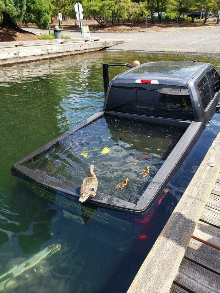 Truck submerged in water with ducks swimming in the back, illustrating unfortunate incidents that look expensive.