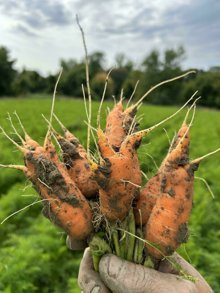 We Grew A Half Acre Of Carrots That All Turned Out Like This (15,000 Lbs)