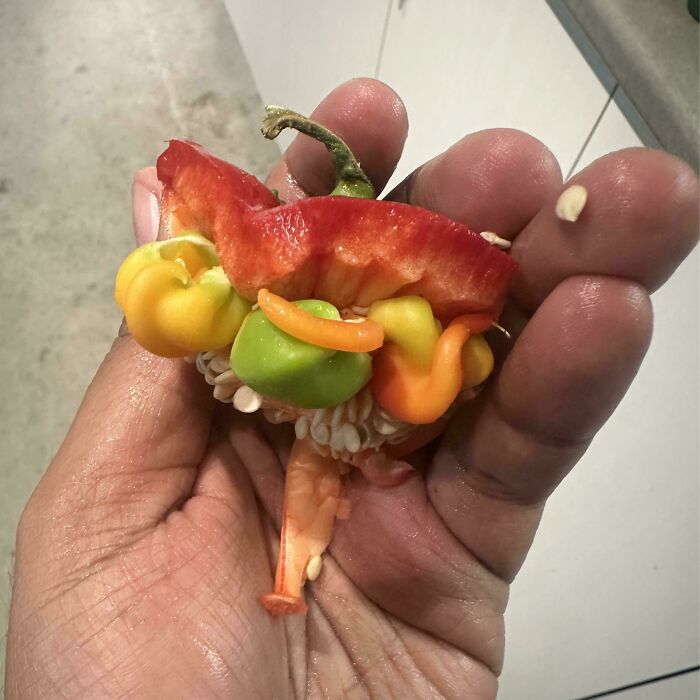 A unique pepper with vibrant colors resembling a tiny vegetable bouquet in someone's hand, showcasing something mildly interesting.