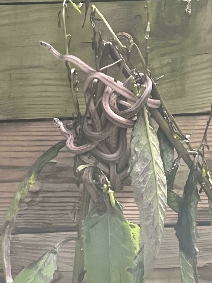 Snakes tangled in a plant, showcasing a mildly interesting nature scene.