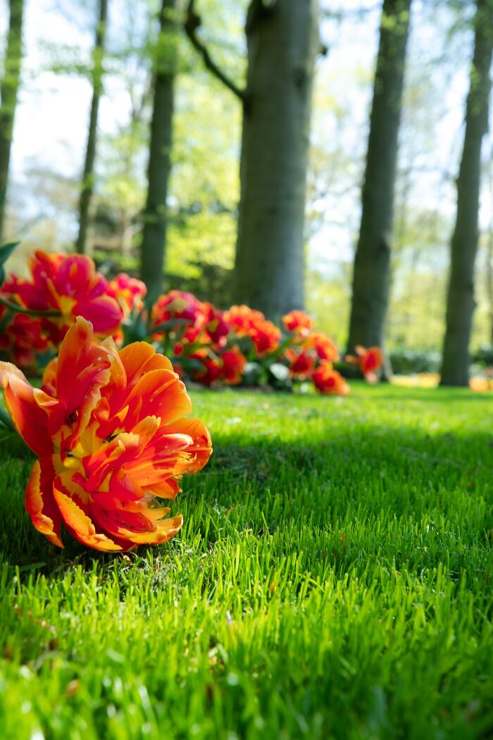 Vibrant orange flowers in a lush forest, showcasing exceptional photography from Tokyo International Foto Awards.