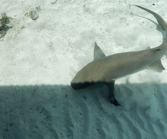 People Online Can’t Get Enough Of This Little Dog And Wild Nurse Shark Friendship