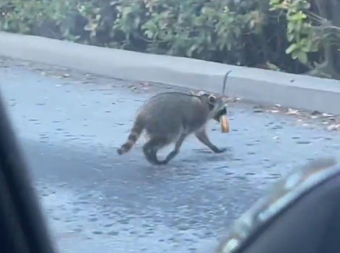 Polite Raccoon Goes Viral When People Are Overtaken By A Video Of Him Receiving His Daily Donut