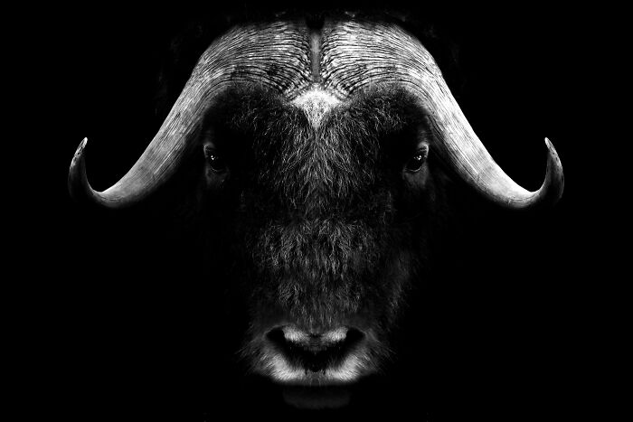 Monochrome musk ox portrait from Tokyo International Foto Awards.