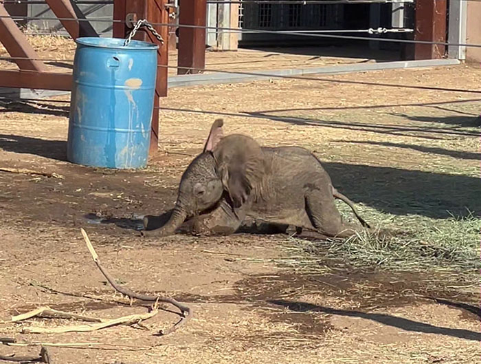 People Online Are Overtaken By The Cuteness Of These 2 Newborn Elephants At Fresno Zoo