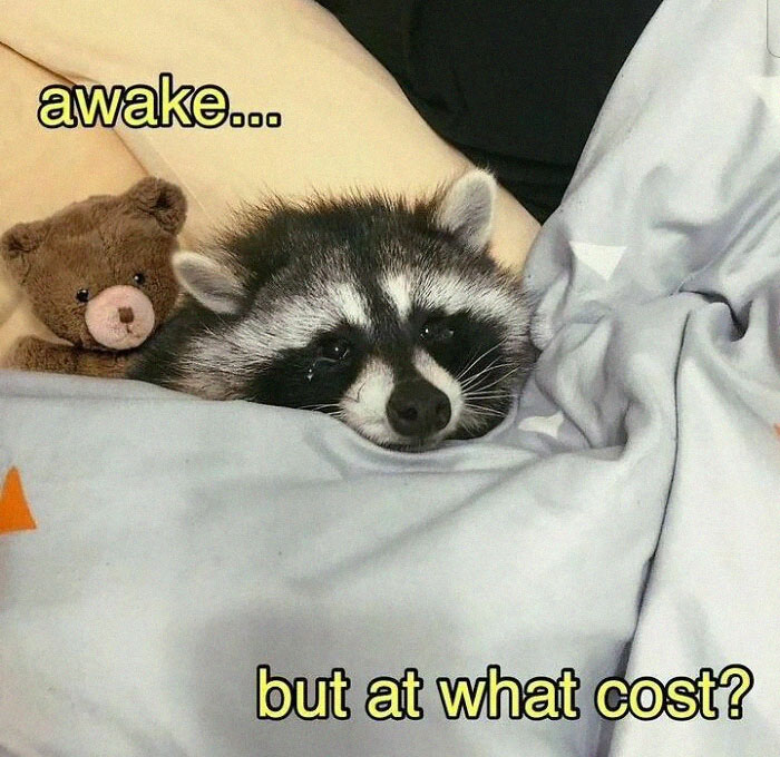 Adorable-Raccoon-Memes