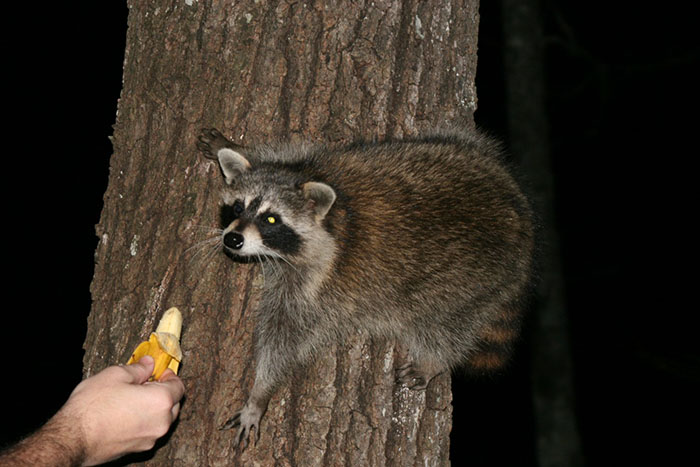 Polite Raccoon Goes Viral When People Are Overtaken By A Video Of Him Receiving His Daily Donut