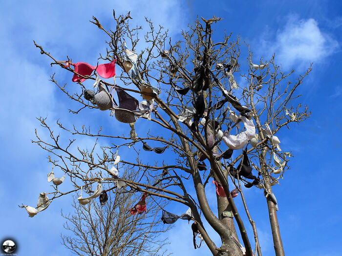 Bra Tree, Czech Republic