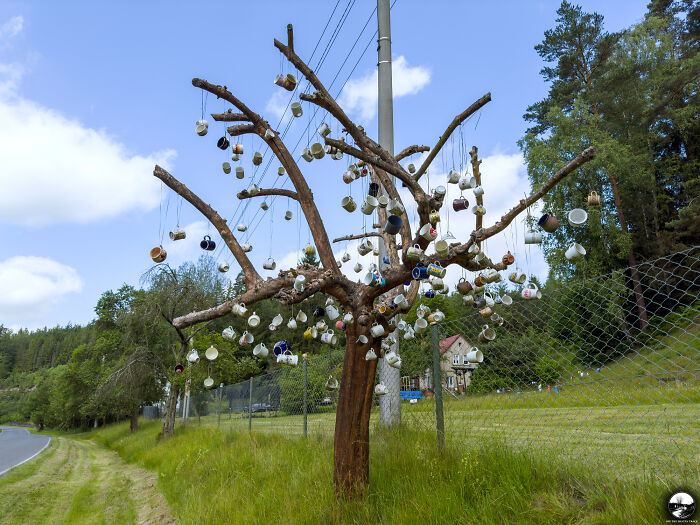 Cups Tree, Czech Republic