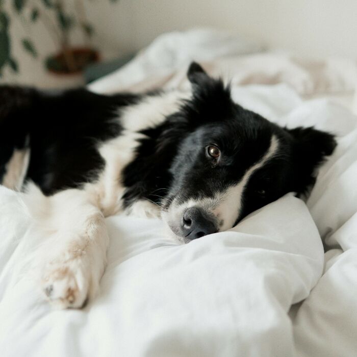 “My Dog Lets Me Sleep In His Bed”: 79 People Debate If It’s Okay To Let Pets Sleep In Your Bed