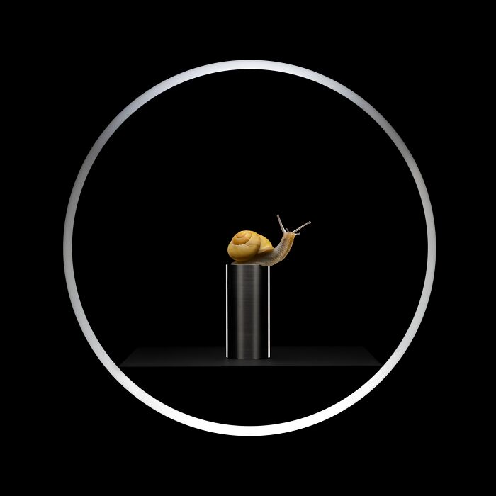 Winner photograph of a snail on a pedestal encircled by a silver ring at Tokyo International Foto Awards 2023.