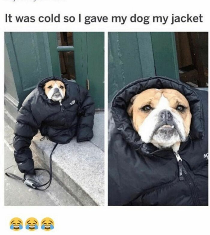 Funny-Dog-Memes-Dogmemesofinsta