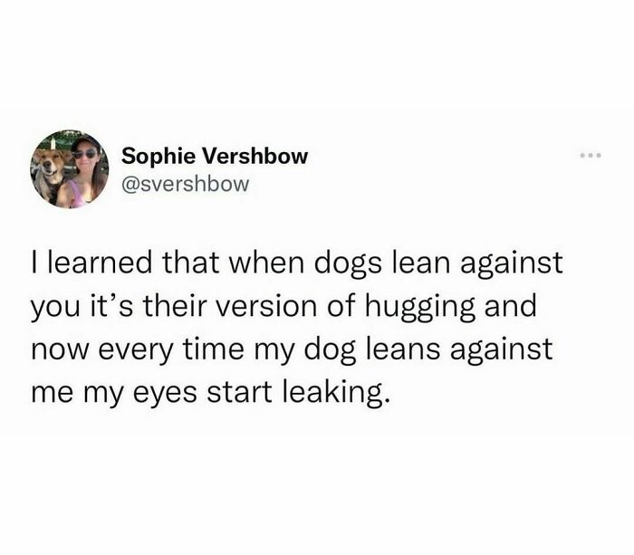 Funny-Dog-Memes-Dogmemesofinsta