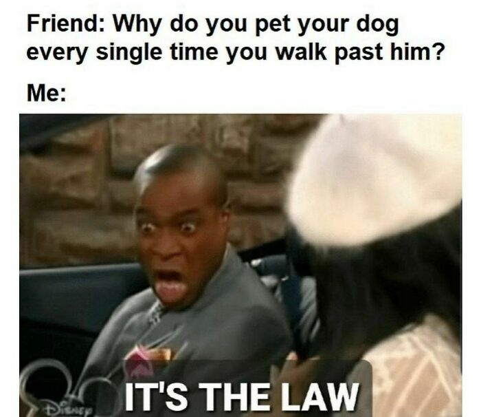 Funny-Dog-Memes-Dogmemesofinsta