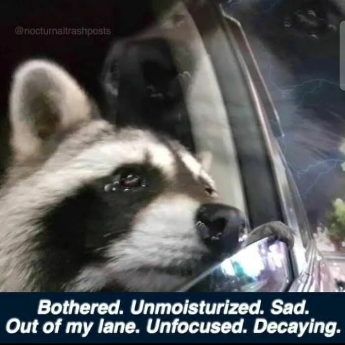 Adorable-Raccoon-Memes