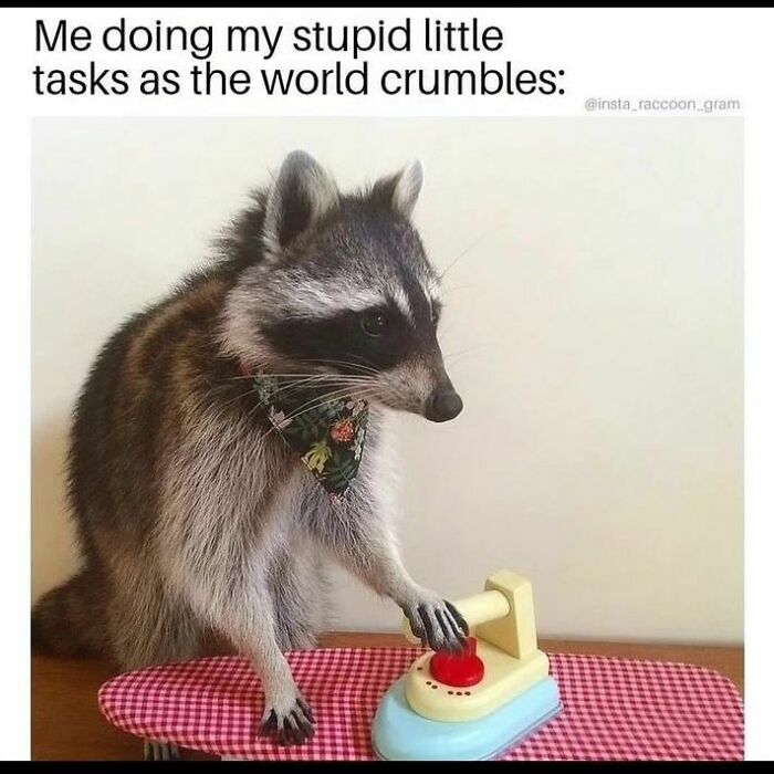 Adorable-Raccoon-Memes