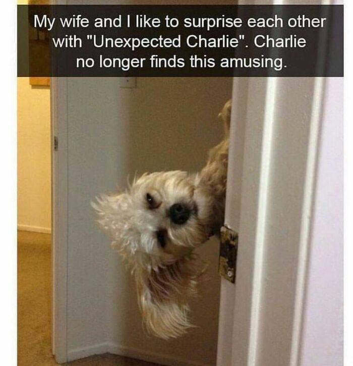 Funny-Dog-Memes-Dogmemesofinsta