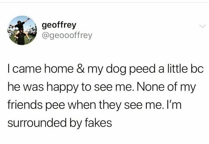 Funny-Dog-Memes-Dogmemesofinsta