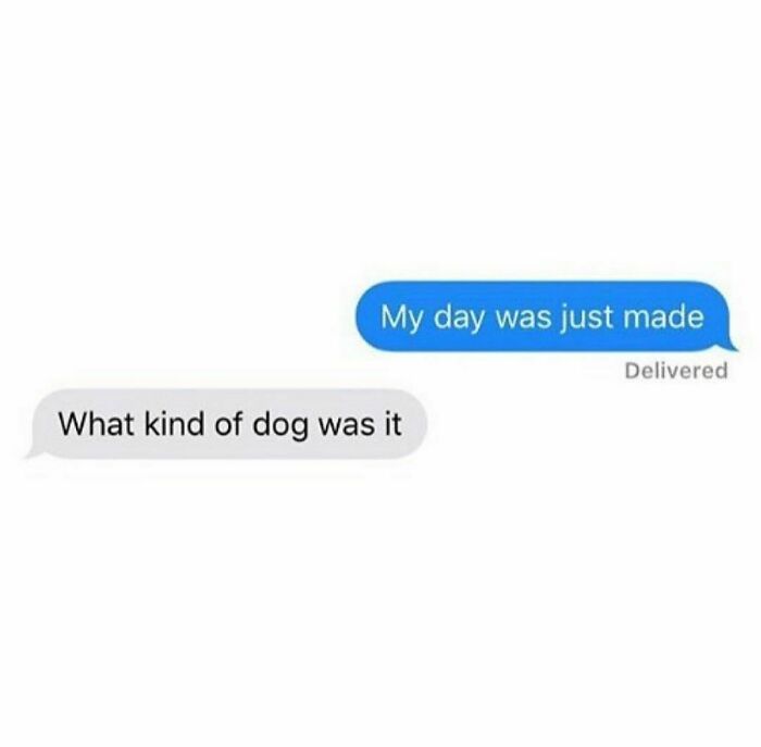 Funny-Dog-Memes-Dogmemesofinsta