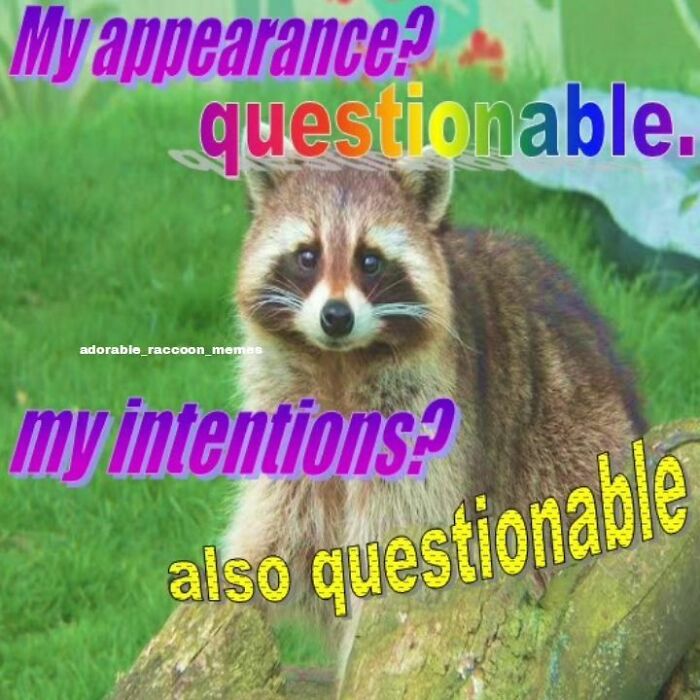 Adorable-Raccoon-Memes