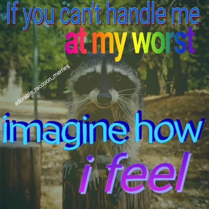 Adorable-Raccoon-Memes