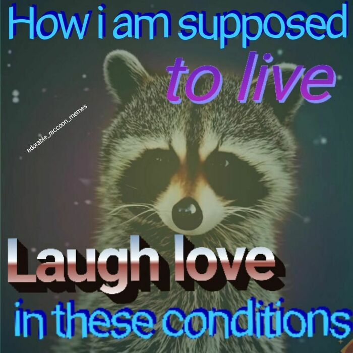 Adorable-Raccoon-Memes