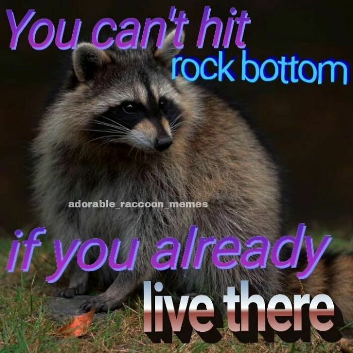 Adorable-Raccoon-Memes