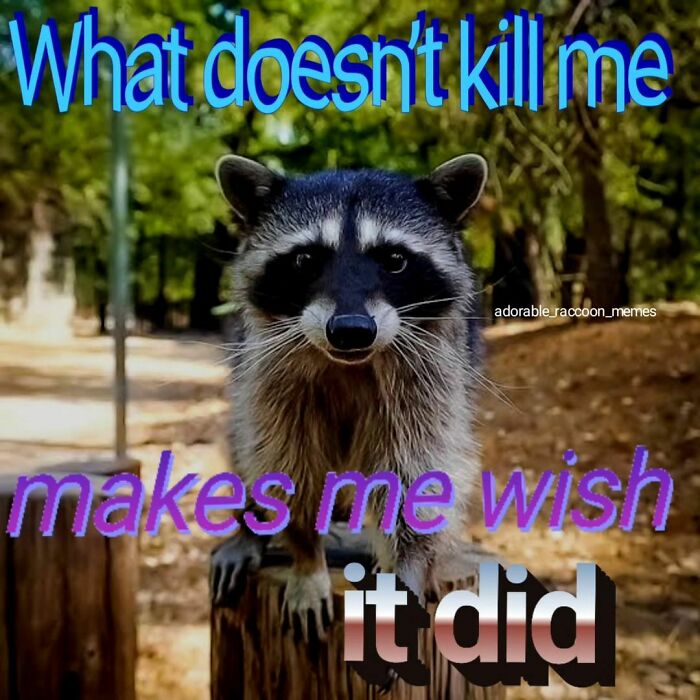 Adorable-Raccoon-Memes